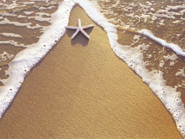 Обои вода, берег, песок, звезда, water, shore, sand, star разрешение 2000x1333 Загрузить