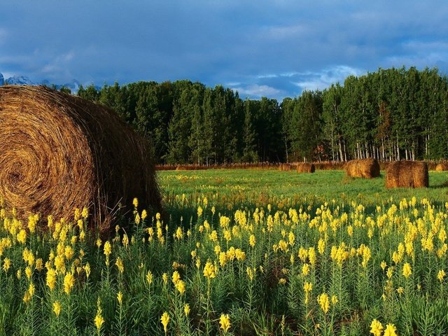 Обои цветы, горы, поле, сено, тюки, рулоны, flowers, mountains, field, hay, bales, rolls разрешение 2560x1024 Загрузить