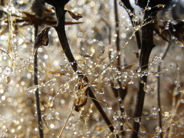 Обои природа, утро, ветки, роса, капли, паутина, капельки росы, nature, morning, branches, rosa, drops, web, drops of dew разрешение 3072x2304 Загрузить