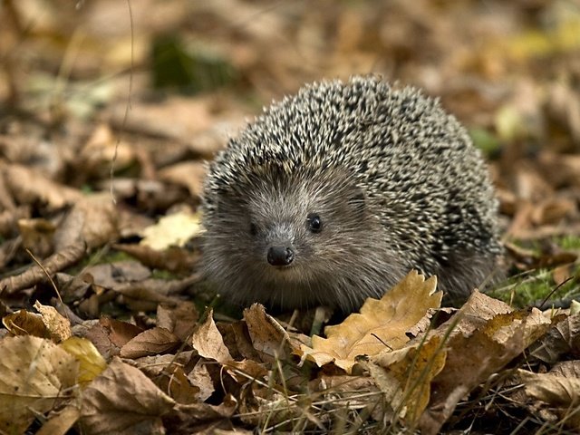 Обои морда, листья, листва, ежик, иголки, носик, face, leaves, foliage, hedgehog, needles, spout разрешение 1920x1200 Загрузить