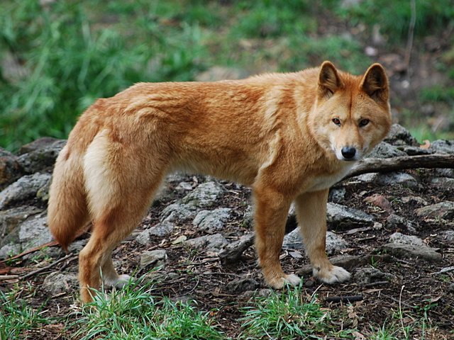 Обои природа, хищник, пес, динго, nature, predator, dog, dingo разрешение 2000x1332 Загрузить