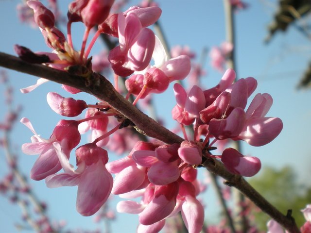 Обои небо, ветка, весна, розовый, церцис, the sky, branch, spring, pink разрешение 3264x2448 Загрузить