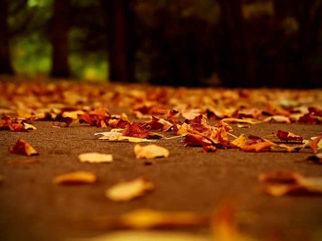 Обои дорога, вечер, листья, осень, осенние листья, road, the evening, leaves, autumn, autumn leaves разрешение 1920x1080 Загрузить