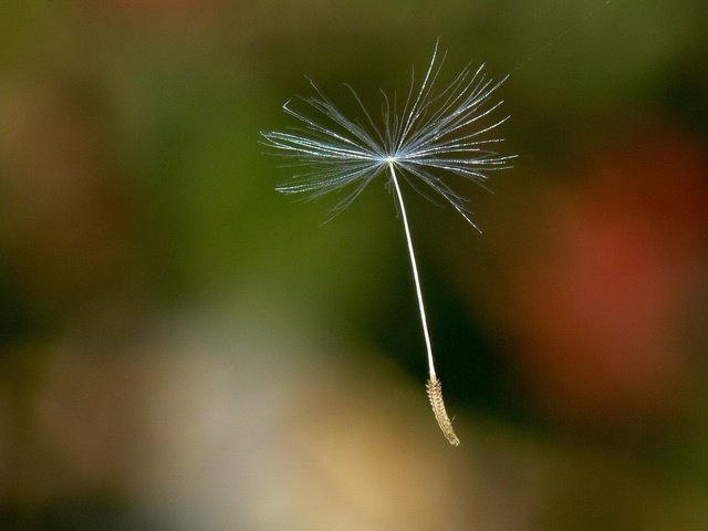 Обои одуванчик, семя, dandelion, seed разрешение 1920x1440 Загрузить