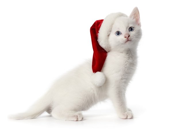 Обои котенок, белый, шапочка, kitty, white, cap разрешение 1920x1200 Загрузить