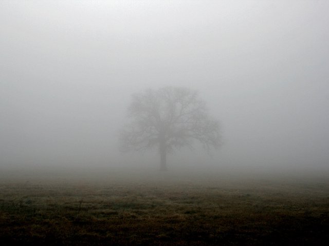 Обои дерево, туман, поле, tree, fog, field разрешение 1944x1296 Загрузить