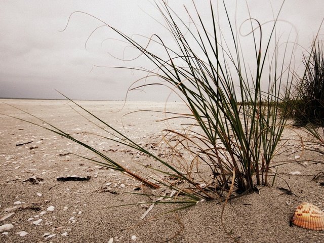 Обои трава, берег, песок, пляж, ракушка, grass, shore, sand, beach, shell разрешение 1920x1200 Загрузить