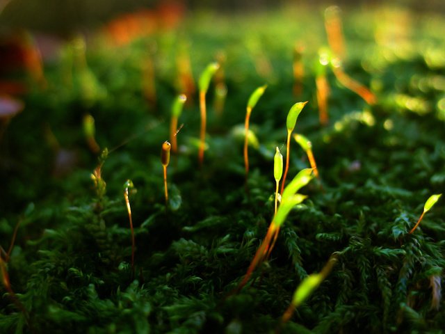 Обои мох, жизнь, растение.побеги, возрождение, moss, life, plant.shoots, revival разрешение 1920x1200 Загрузить