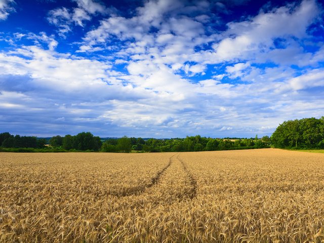 Обои деревья, обои, пейзаж, поле, пшеница, следы, trees, wallpaper, landscape, field, wheat, traces разрешение 2500x1667 Загрузить