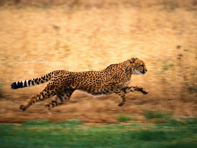 Обои природа, бег, гепард, nature, running, cheetah разрешение 2500x1667 Загрузить