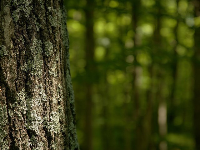 Обои дерево, лес, лето, кора, tree, forest, summer, bark разрешение 2560x1600 Загрузить
