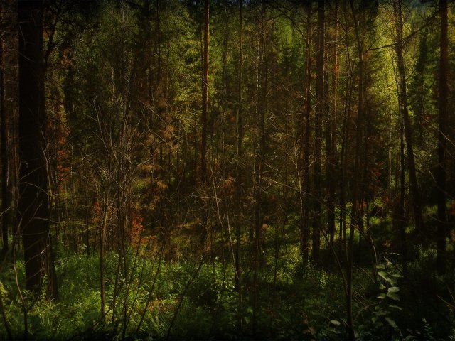 Обои лес, елки, солнечные лучи, forest, tree, the sun's rays разрешение 1920x1200 Загрузить