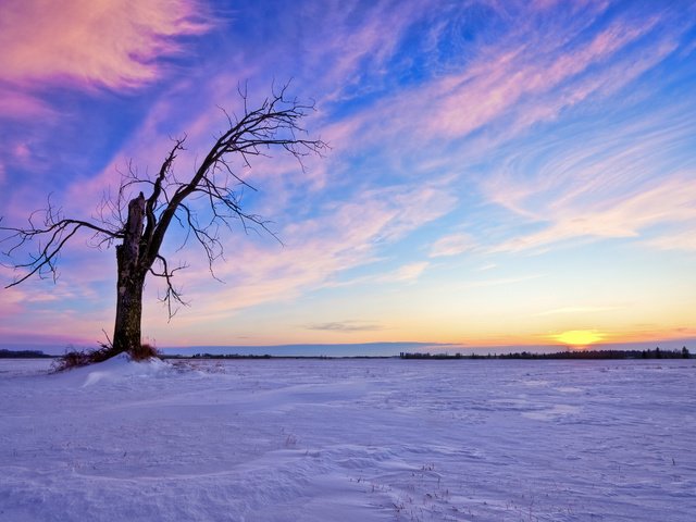 Обои небо, облака, солнце, снег, дерево, закат, зима, the sky, clouds, the sun, snow, tree, sunset, winter разрешение 2560x1600 Загрузить