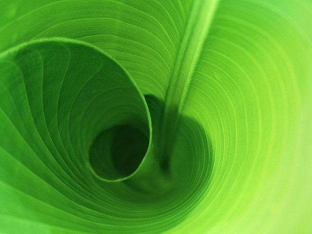 Обои зелень, листок, виток, greens, leaf, round разрешение 2560x1600 Загрузить