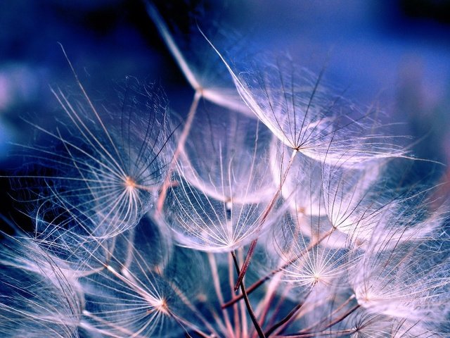 Обои синий, цветок, одуванчик, семена, пух, пушинки, былинки, blue, flower, dandelion, seeds, fluff, fuzzes, blade разрешение 1920x1200 Загрузить