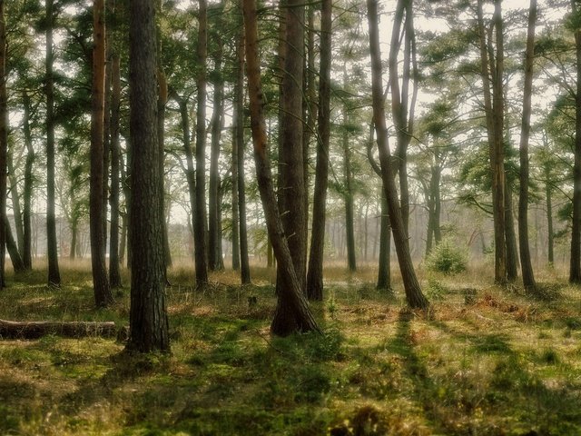 Обои свет, трава, деревья, природа, лес, light, grass, trees, nature, forest разрешение 3200x1200 Загрузить