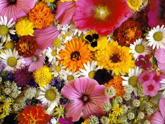 Обои цветы, ромашки, букет, хризантемы, flowers, chamomile, bouquet, chrysanthemum разрешение 2560x1600 Загрузить