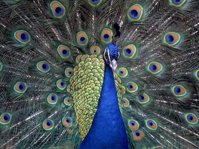 Обои павлин, перья, хвост, peacock, feathers, tail разрешение 1920x1080 Загрузить