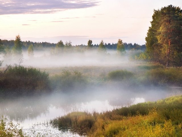 Обои болото, туман, древо, swamp, fog, tree разрешение 1920x1200 Загрузить