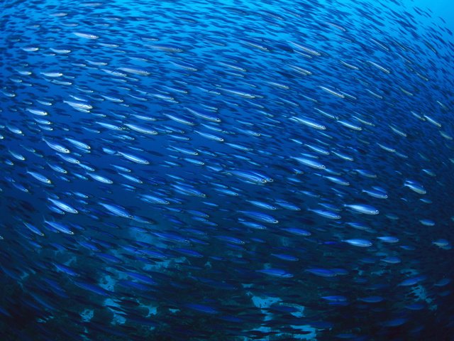 Обои рыбы, много, стая, подводный мир, fish, a lot, pack, underwater world разрешение 2000x1333 Загрузить