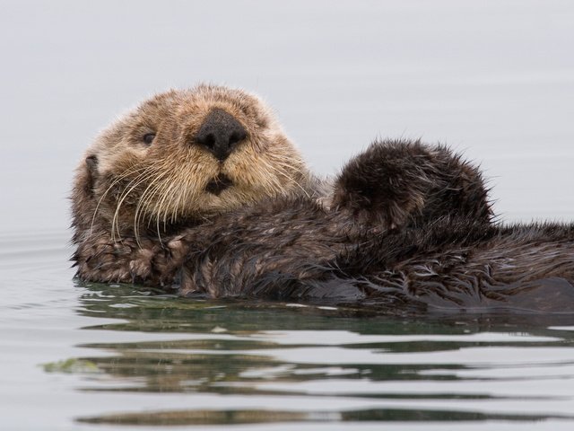 Обои вода, калифорния, калан, морская выдра, выдра, water, ca, kalan, sea otter, otter разрешение 3504x2336 Загрузить