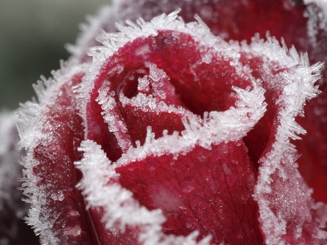 Обои роза, лёд, красный, rose, ice, red разрешение 2560x1574 Загрузить