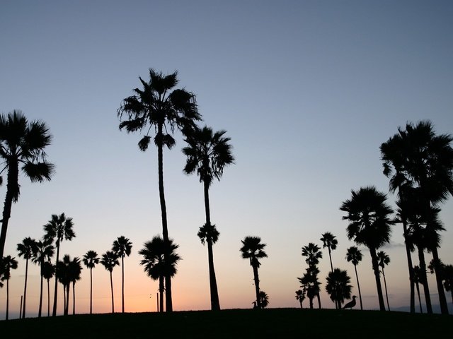 Обои небо, пальмы, the sky, palm trees разрешение 1920x1200 Загрузить