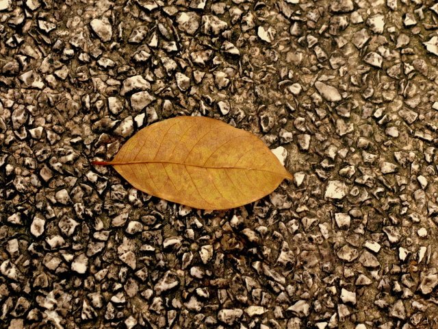 Обои камни, листок, осень, асфальт, гравий, stones, leaf, autumn, asphalt, gravel разрешение 2560x1600 Загрузить