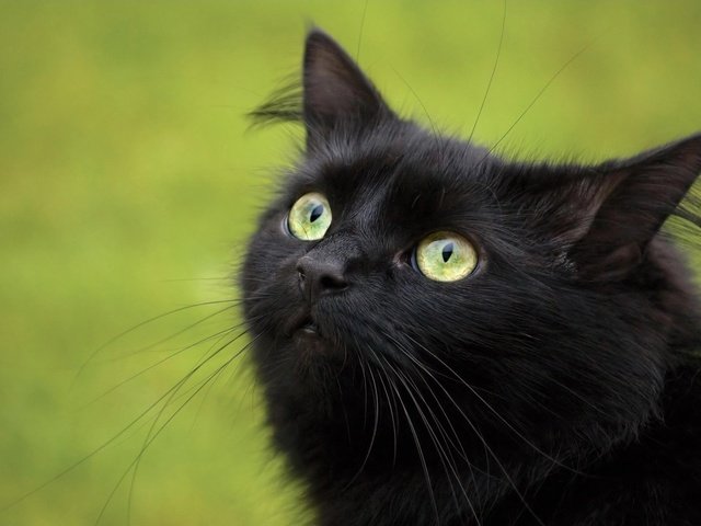 Обои кошка, взгляд, черный, cat, look, black разрешение 1920x1200 Загрузить