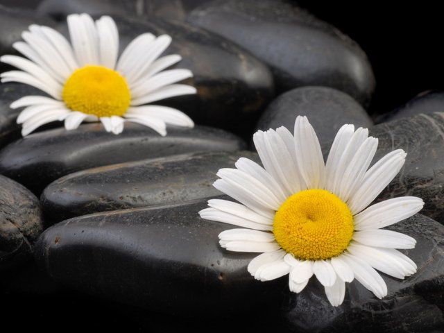 Обои камни, макро, ромашки, камешки, stones, macro, chamomile, pebbles разрешение 3872x2592 Загрузить