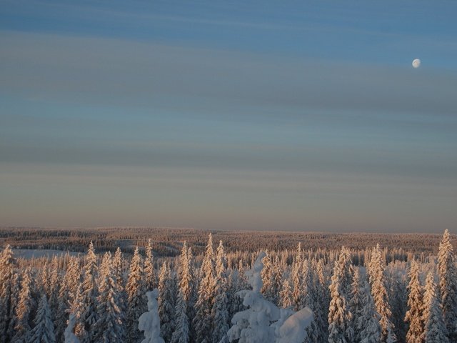 Обои небо, снег, лес, зима, луна, the sky, snow, forest, winter, the moon разрешение 1920x1200 Загрузить