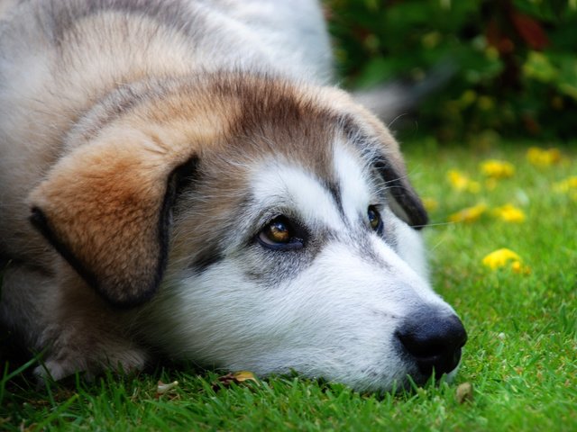 Обои лето, взгляд, собака, луг, щенок, хаски, преданность, summer, look, dog, meadow, puppy, husky, devotion разрешение 2500x1674 Загрузить