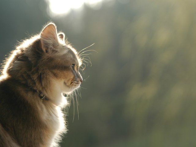 Обои улыбка, кот, кошка, взгляд, профиль, коричневый, smile, cat, look, profile, brown разрешение 2707x1800 Загрузить