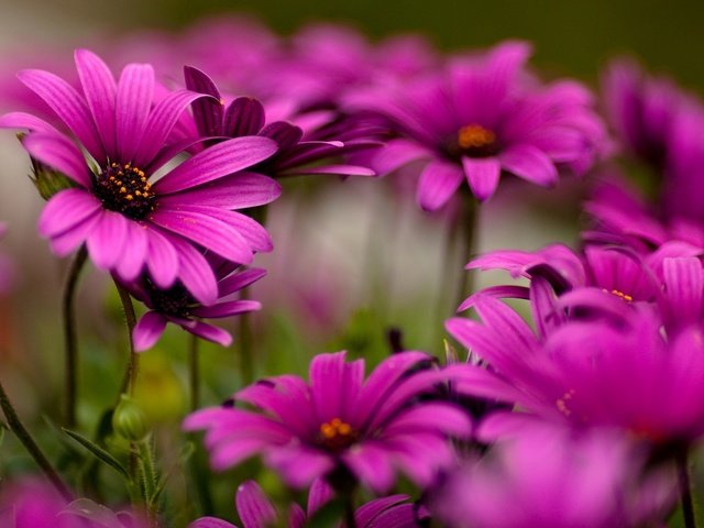 Обои цветы, макро фото, красота, хорошее качество, flowers, macro photo, beauty, good quality разрешение 2560x1600 Загрузить