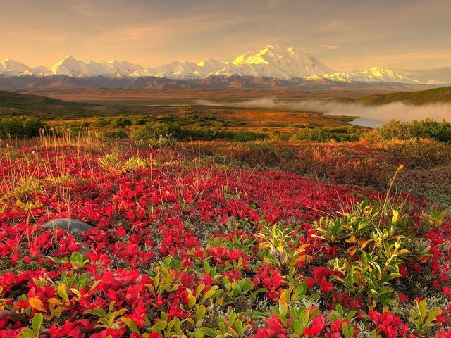 Обои цветы, горы, туман, flowers, mountains, fog разрешение 1920x1200 Загрузить