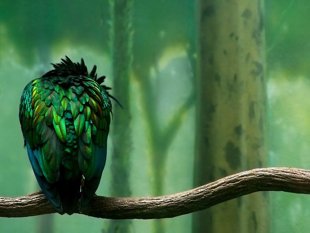 Обои ветка, зелёный, птица, перья, branch, green, bird, feathers разрешение 1920x1200 Загрузить