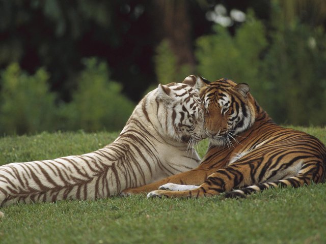 Обои тигр, хищник, любовь, пара, дикая кошка, tiger, predator, love, pair, wild cat разрешение 1920x1200 Загрузить