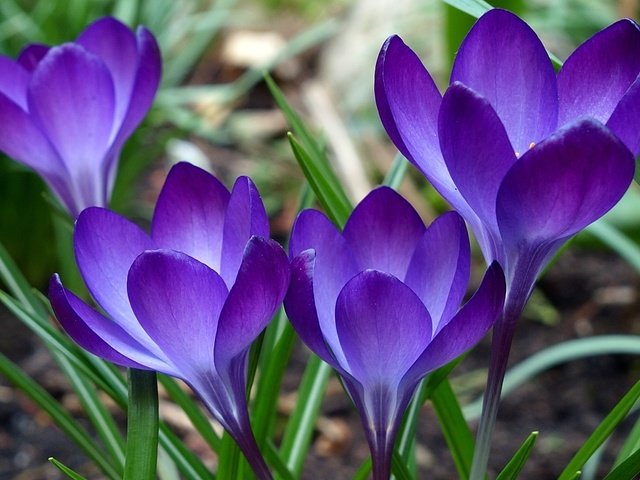 Обои цветы, зелень, фиолетовые, flowers, greens, purple разрешение 1920x1200 Загрузить