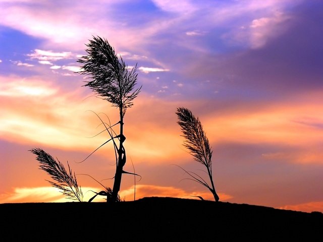 Обои небо, трава, облака, закат, стебли, ветер, растение, the sky, grass, clouds, sunset, stems, the wind, plant разрешение 1920x1440 Загрузить