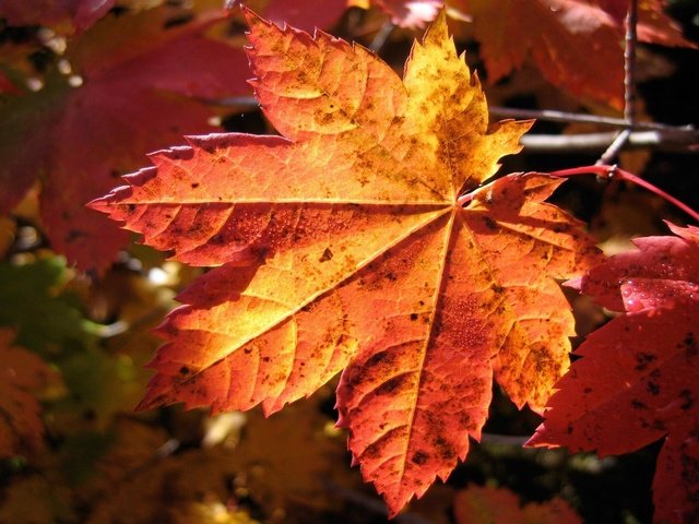 Обои макро, фото, осень, лист, macro nature, macro, photo, autumn, sheet разрешение 1920x1200 Загрузить