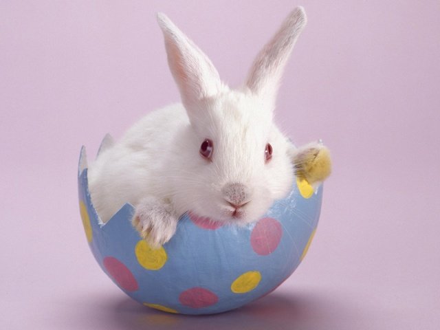 Обои белый, кролик, розовый фон, white, rabbit, pink background разрешение 1920x1200 Загрузить