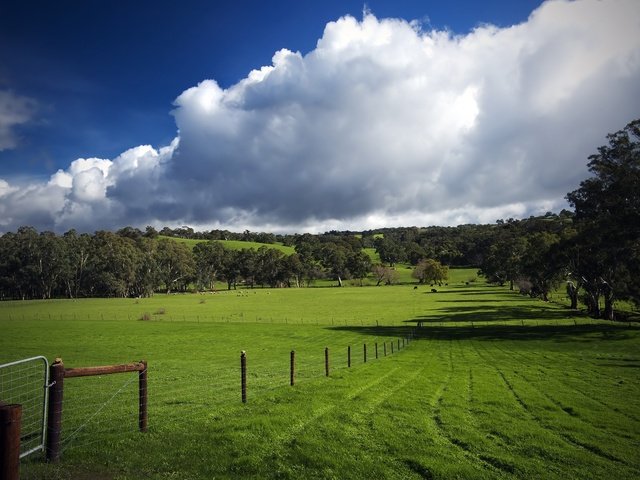 Обои трава, облака, деревья, зелень, поле, забор, следы, пастбище, grass, clouds, trees, greens, field, the fence, traces, pasture разрешение 2560x1600 Загрузить