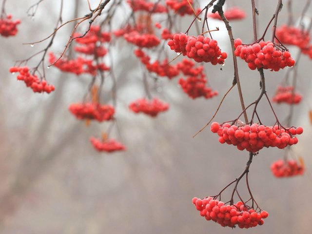 Обои дерево, ветки, красный, рябина, tree, branches, red, rowan разрешение 1920x1200 Загрузить