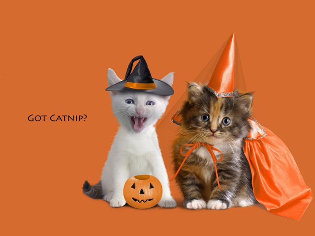 Обои животные, котенок, котята, оранжевый фон, animals, kitty, kittens, orange background разрешение 2000x1333 Загрузить