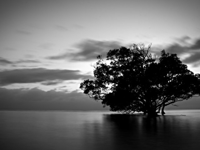 Обои вода, природа, дерево, тучи, чёрно-белое, water, nature, tree, clouds, black and white разрешение 1920x1080 Загрузить