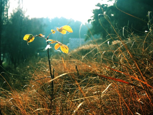 Обои трава, листья, осень, grass, leaves, autumn разрешение 3888x2592 Загрузить