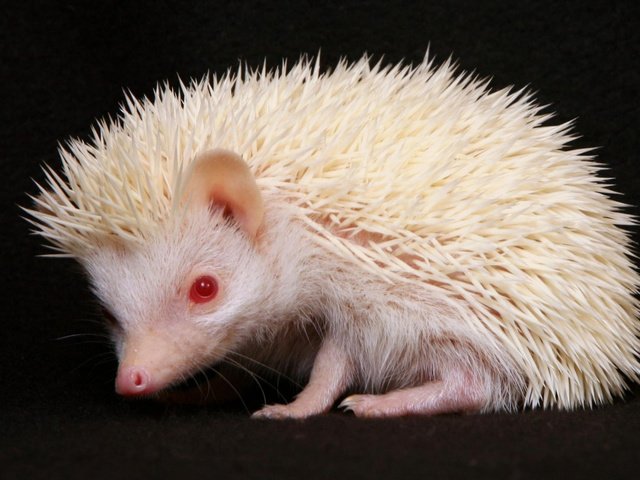Обои еж, альбинос, erizo, h__risson, hedgehog, albino разрешение 2000x1250 Загрузить