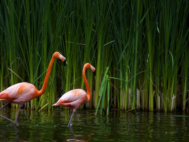 Обои озеро, фламинго, птицы, калифорния, тростник, sacramento zoo, lake, flamingo, birds, ca, cane разрешение 2560x1600 Загрузить