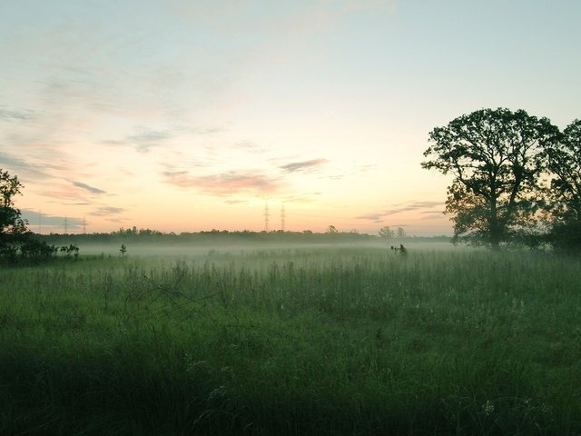 Обои деревья, туман, поле, trees, fog, field разрешение 1920x1200 Загрузить