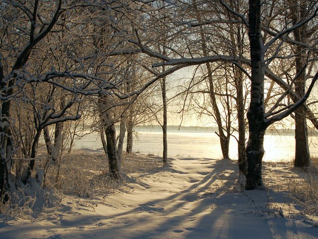 Обои деревья, снег, природа, зима, фото, зимние обои, trees, snow, nature, winter, photo, winter wallpaper разрешение 1920x1200 Загрузить